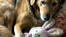 She Fell Asleep Hugging Her First-Ever Stuffed Toy 🧸🐾