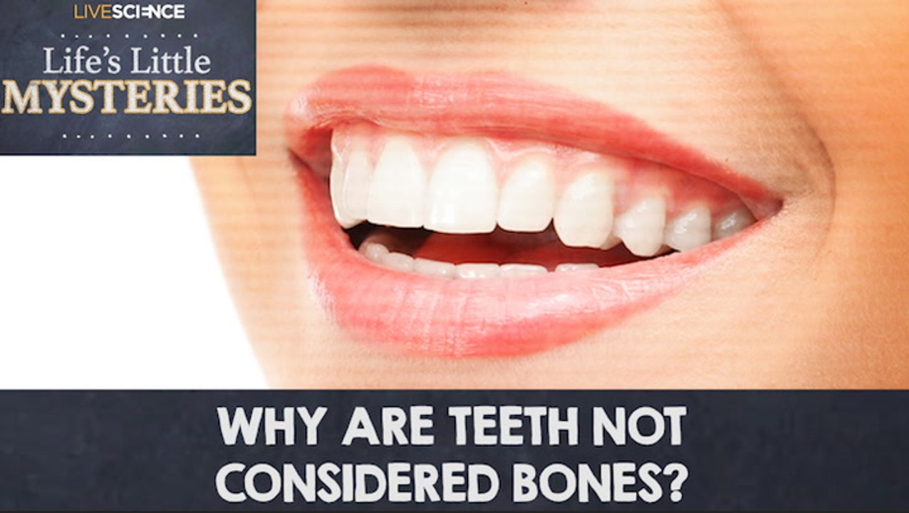 Why Are Teeth Not Considered Bones? - video Dailymotion