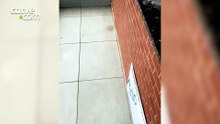 Lembra dos urubus na churrasqueira? Filhote nasce neste domingo (11) em Dois Vizinhos