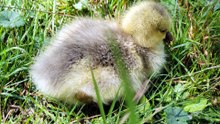 Resting in the grass, Plop accepts affection from a giant. | #SparklegleamFarm #Plop #farm #geese #farmanimals #soft #cute