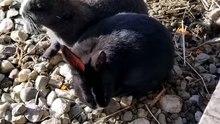 The rock garden by the patio is apparently the perfect foraging spot. | #SparklegleamFarm #Bunny #homestead #rabbit #farmanimals #cute