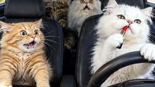 We all know someone who drives like this… 👀🚗
