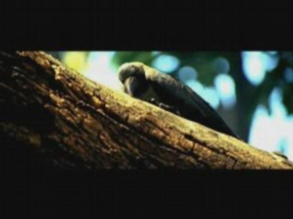 Phoonk : Theatrical Trailer (A Black Magic Story)