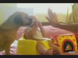 Dog Smarter Than Baby