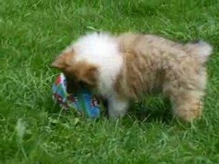 chiot colley et jeux de ballon