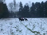 galop dans la neige