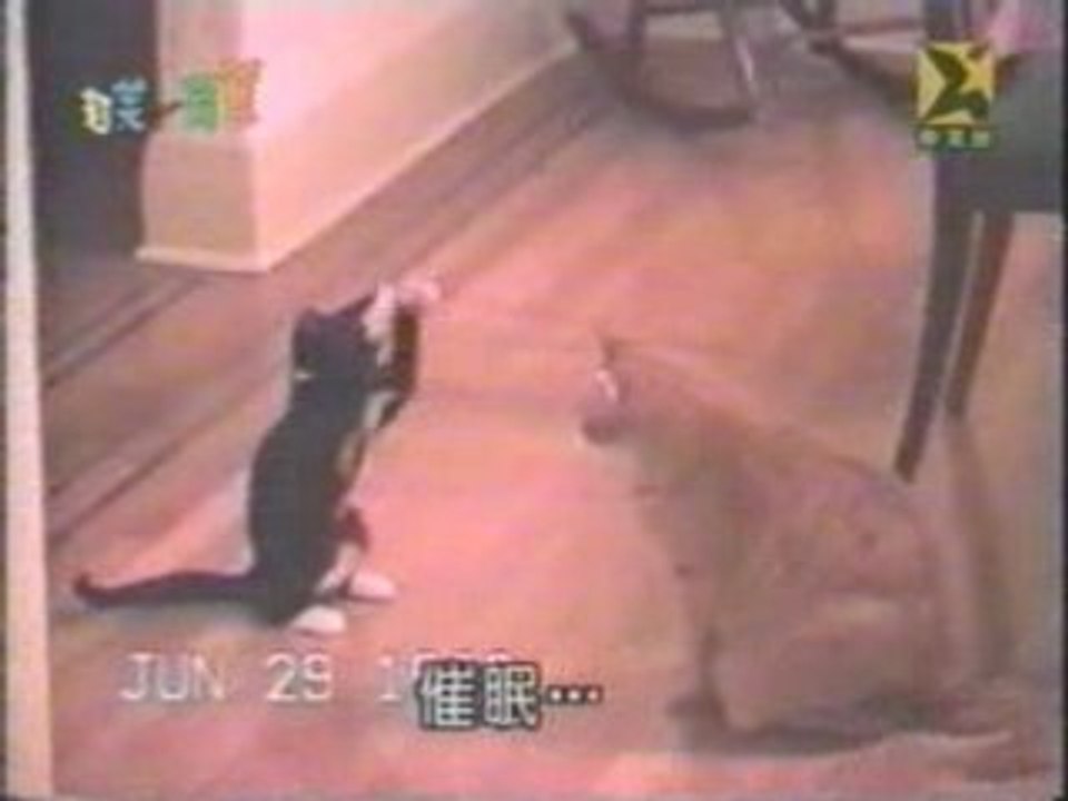 Chat boxeur