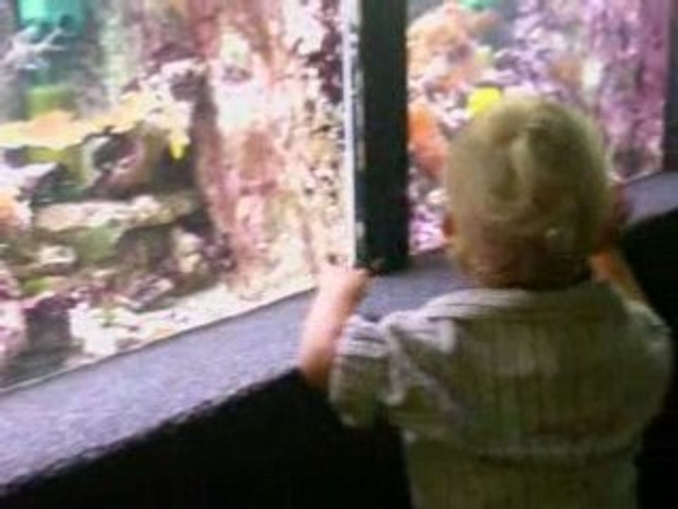 Aquarium 1