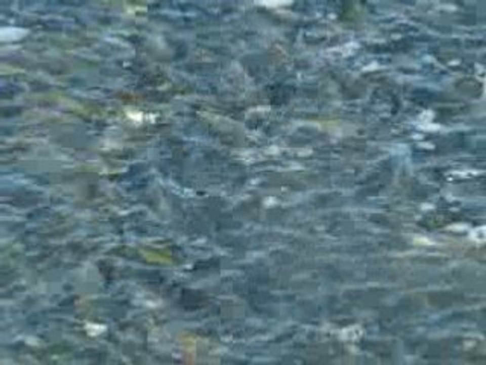 les poissons fous