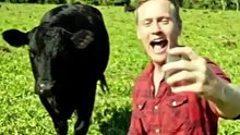 Sapi hitam diajak Selfi oleh pemuda