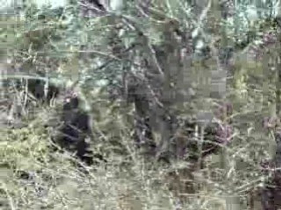 Eléphant sur le bord de la route