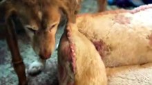 Mama Dog Feels a Soft Bed for the First Time 💔🐾