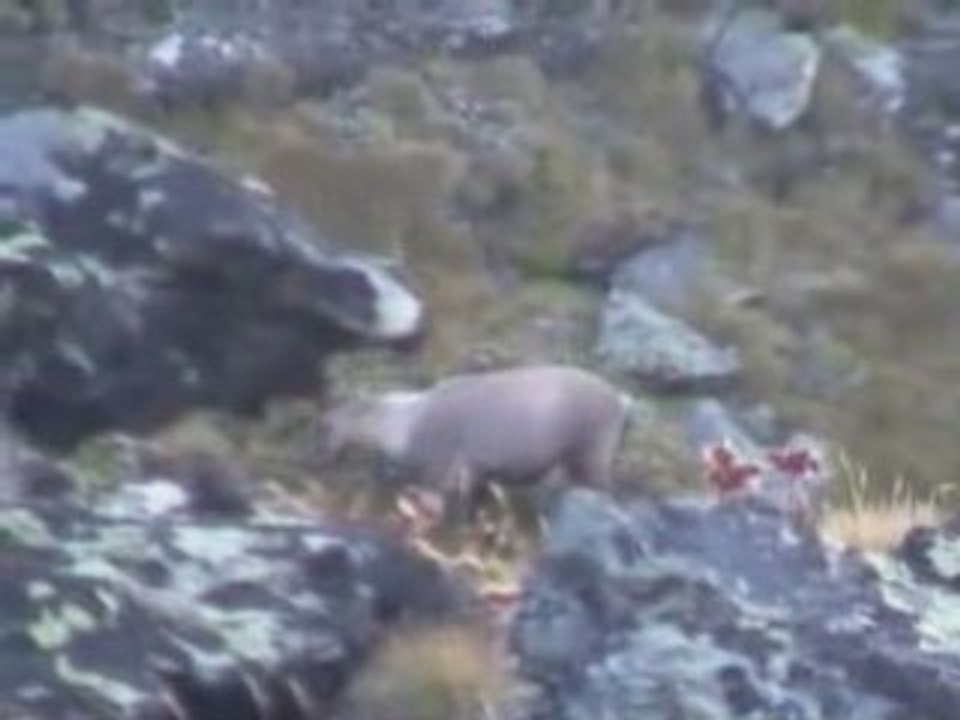 Chasse en Suisse