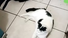 ahi andan los gatos pernanca chamacorron y la gata bombay #shorts #animales y #mascotas #michi