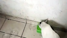 ahi andan los tres gatos pernanca chamacorron y bombay ya comieron croquetas #shorts #animales #pet