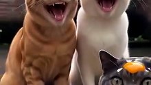 Funny cats