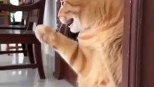 Funny cats