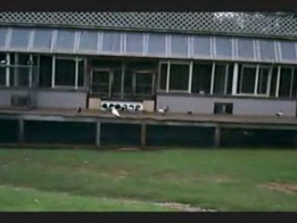 Racing Pigeons, Pigeon Racing at its best