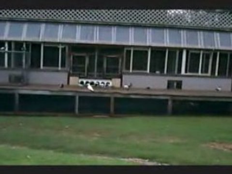 Racing Pigeons, Pigeon Racing at its best