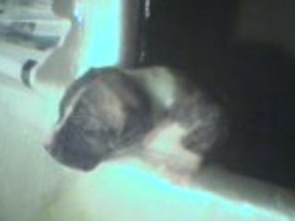 Bb bul