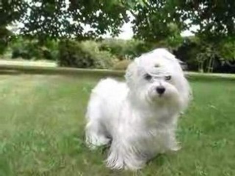 Cookie Normandie Août 2008 vidéo 2