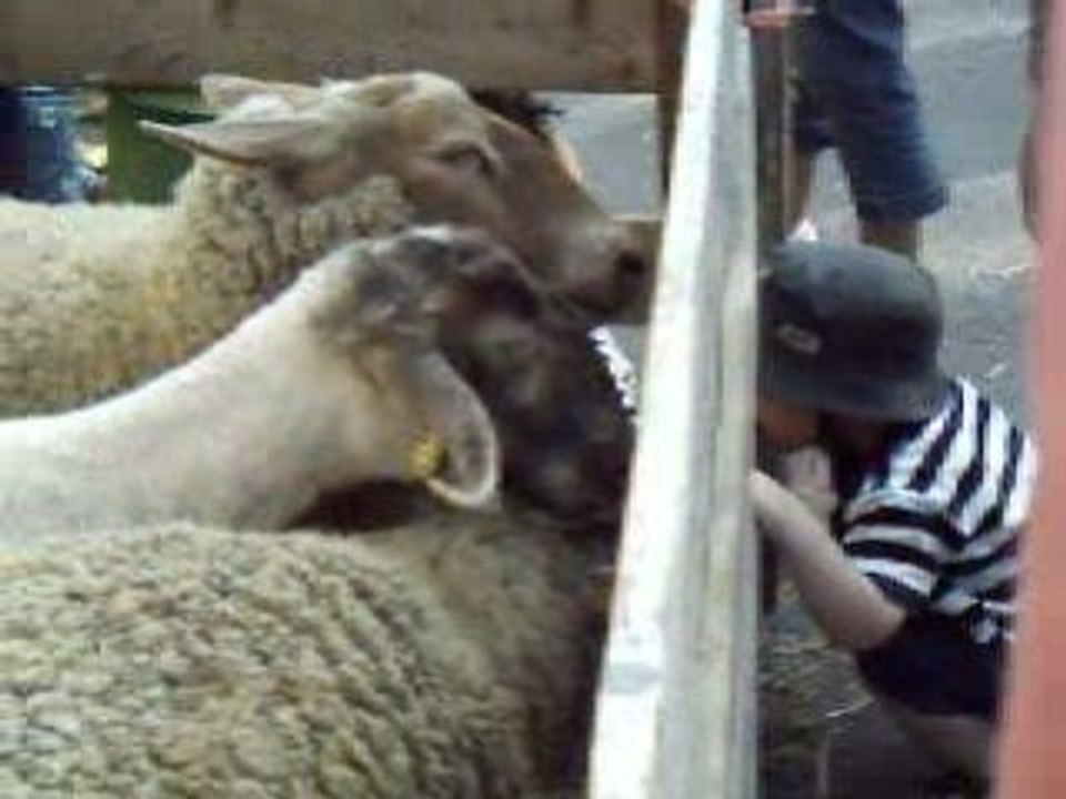 Marché public du XVIII ème siècle 4 (Moutons)