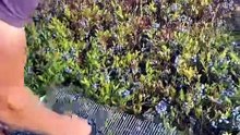 Đây là toàn bộ quy trình thu hoạch quả việt quất của công nhân New Zealand.