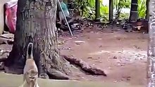 Cat vs Snake