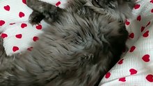 WHat is the most comfy place at home? The baby`s crib :) #cat #funnycats #catlovers