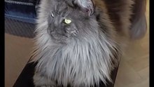 Who`s the most important at home? :) The Queen! :) #cats #funnycats #catlovers