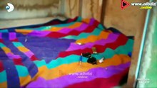 DAHA 17 -Ep 59