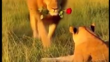 When the King falls in love 🦁❤️