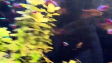 Hobart Zoo & Aquarium part 2