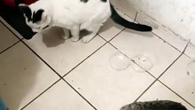 el gatito chamacorron el gato pernanca y la gata bombay #shorts #animales #mascotas #pet #cat