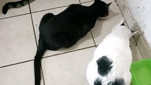 ahi estan los gatos comiendo sus croquetas #purina para gatitos esterilizados para que no engorden