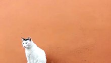 ahi anda el gato pernanca en el balcon disfrutando de el buen clima de el dia en tijuana #shorts
