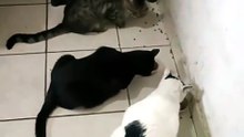 el gatito chamacorron es mi amigato #shorts andan merodeando en la cocina #animales #mascotas