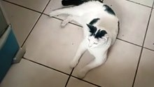 mi amigo el gato pernanca esta muy bonito y es muy bien educado #shialeweb es muy inteligente