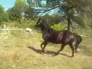 Anniversaire maman 062