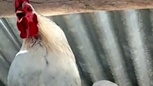time for a cockaraoke 👀🤭🐓🎤 #chicken #funny #animals