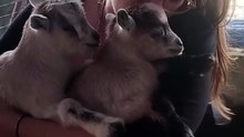 L👀K AT THIS 🥹❤️ 🌻 #goat #goats #fypシ
