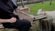 (⁠｡⁠♡⁠‿⁠♡⁠｡⁠) #babygoat #goat #cute #farm