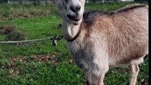 our Ni 🤍#goat #farm