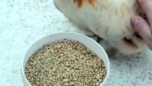 She_s so cute (⁠◕⁠દ⁠◕⁠) #fyp #chicken #farm