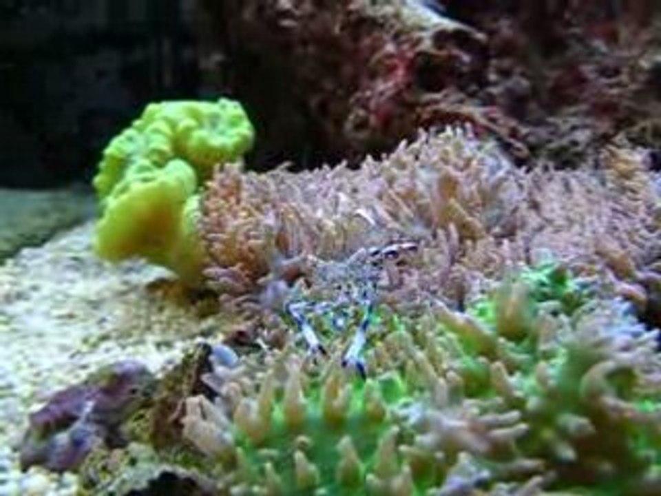 Crevette d'anemone