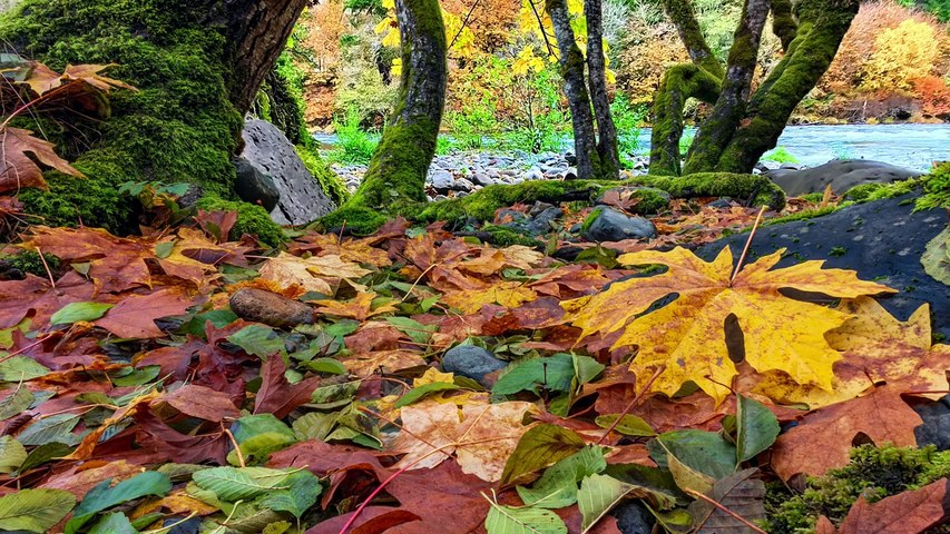 Musique Relaxante en Forêt d’Automne 🍂 Rivière & Sons de la Nature