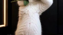 Dancing Cats 😻 Funny Cat & Dog Videos