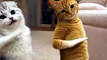 Dancing Cats 😻 Funny Cat & Dog Videos