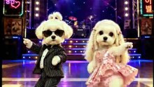 Dancing Cats 😻 Funny Cat & Dog Videos