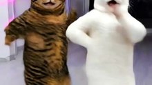 Dancing Cats 😻 Funny Cat & Dog Videos